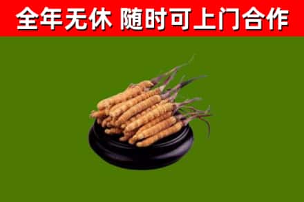小店区烟酒回收冬虫夏草.jpg